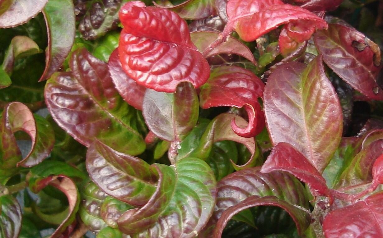 Foto: 